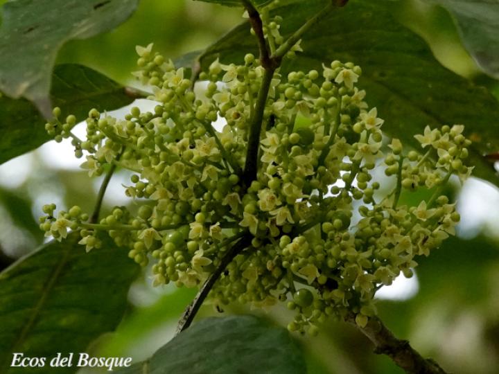 Protium glabrum (Alcanfor, canfinillo, copal)