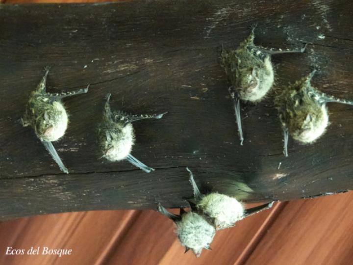 Rhynchonycteris naso