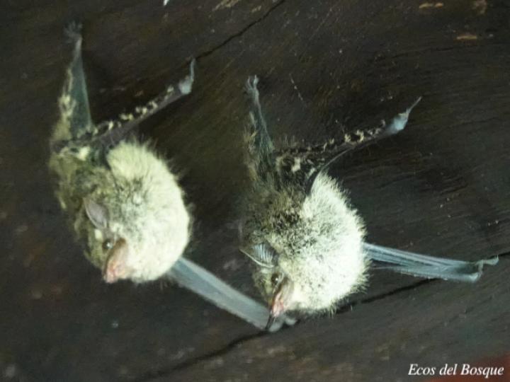 Rhynchonycteris naso