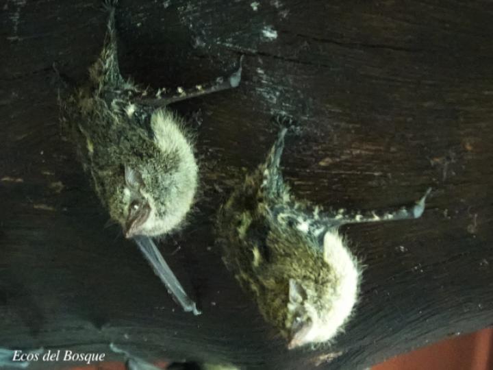 Rhynchonycteris naso