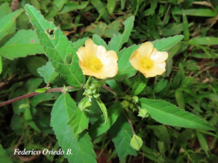Sida rhombifolia (Escobilla)