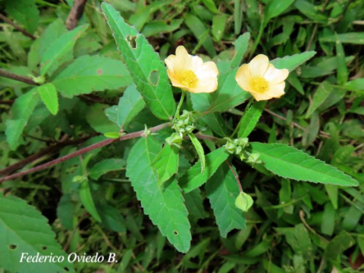 Sida rhombifolia (Escobilla)