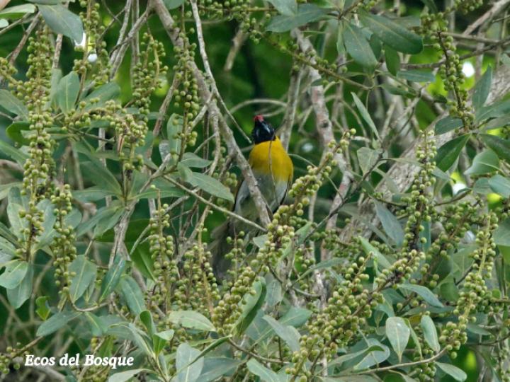 Caryothraustes poliogaster en Souroubea loczyi 