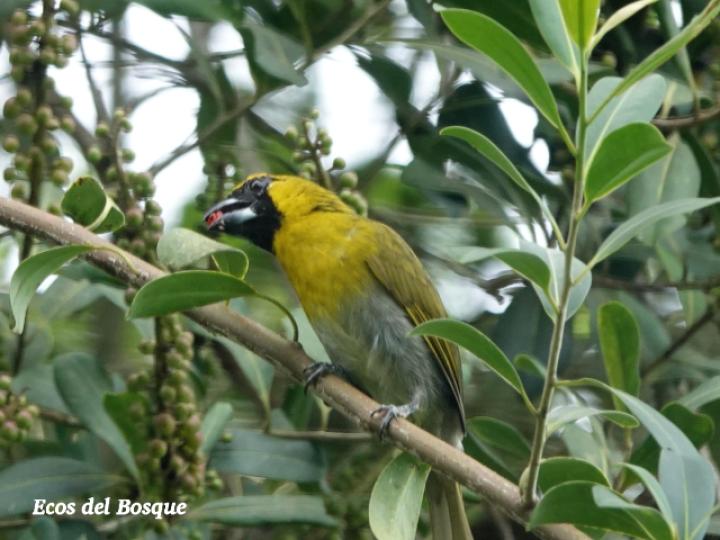 Caryothraustes poliogaster en Souroubea loczyi 