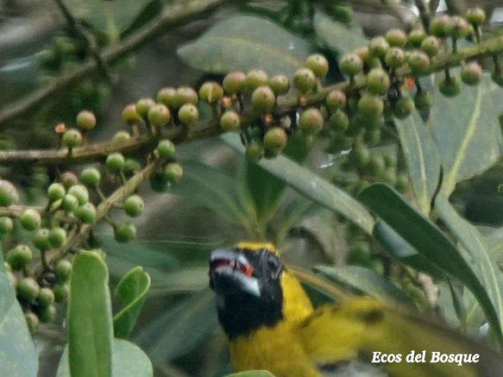 Caryothraustes poliogaster en Souroubea loczyi 