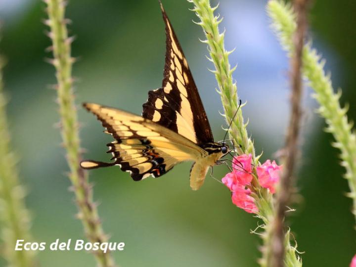 Stachytarpheta mutabilis (Rabo de gato)