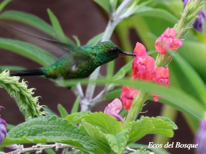 Stachytarpheta mutabilis