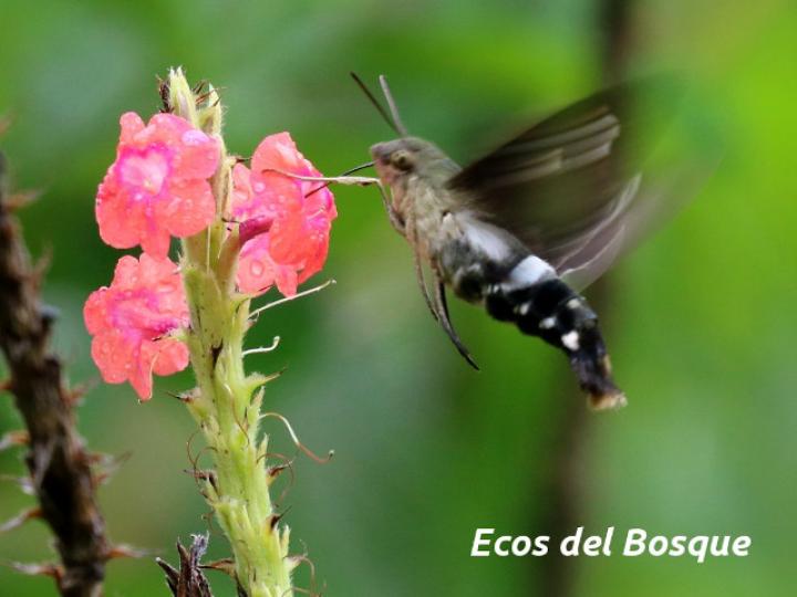 Stachytarpheta mutabilis (Rabo de gato)