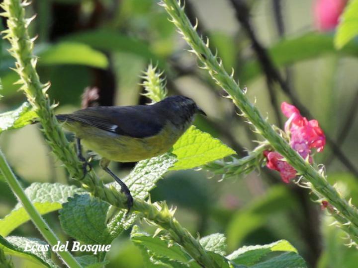 Stachytarpheta mutabilis (Rabo de gato)