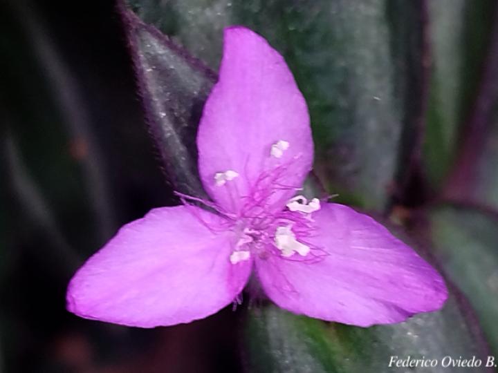 Tradescantia zebrina