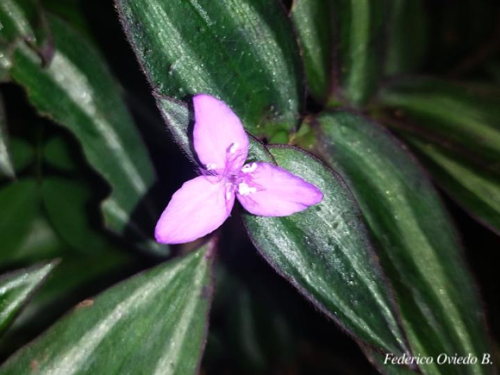 Tradescantia zebrina