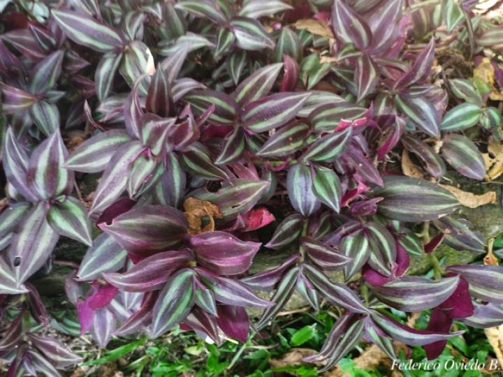 Tradescantia zebrina