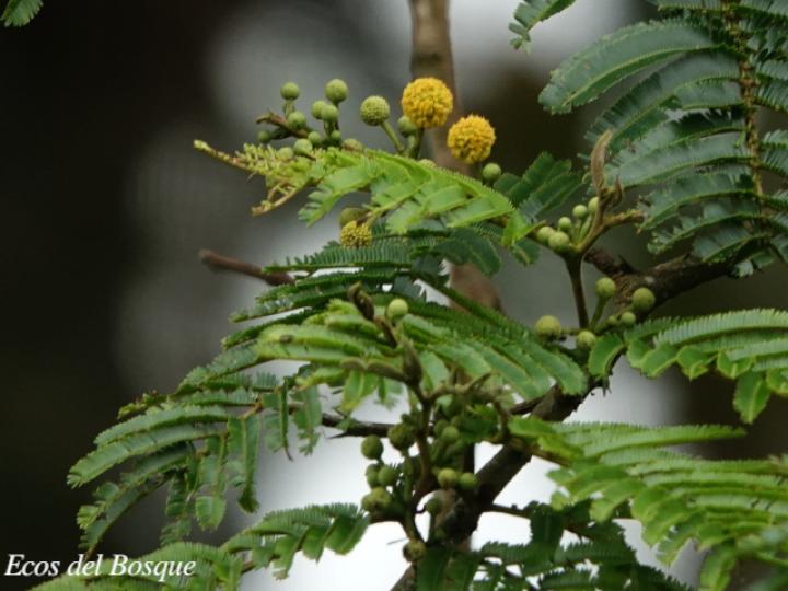 Vachellia ruddiae (Cornizuelo)