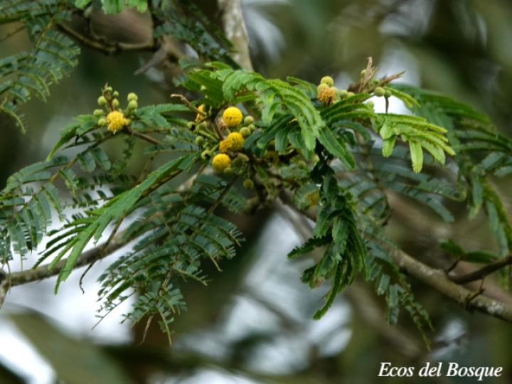 Vachellia ruddiae (Cornizuelo)