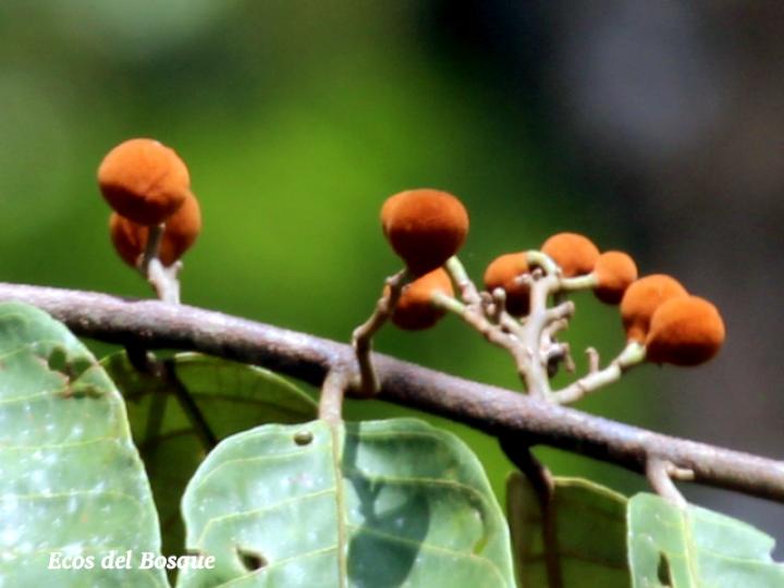 Virola sebifera (Cotón, fruta dorada)
