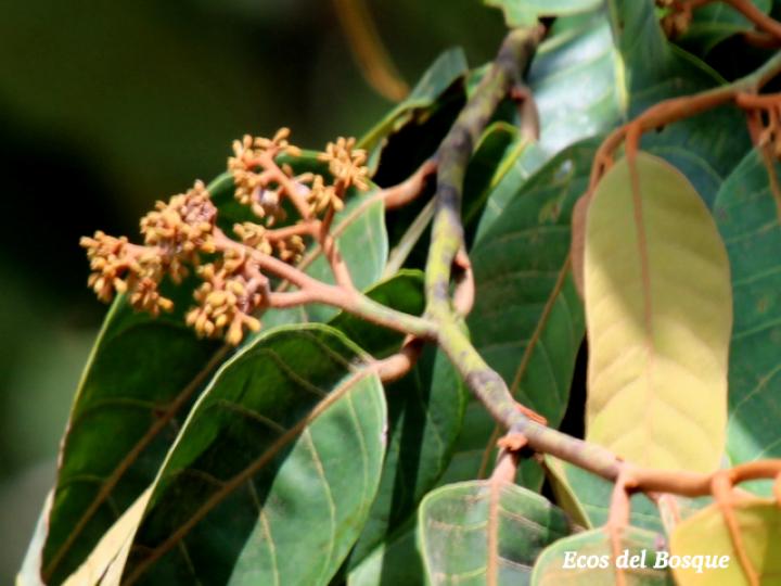 Virola sebifera (Cotón, fruta dorada)