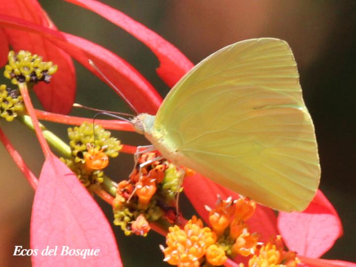 Aphrissa statira en W. coccinea