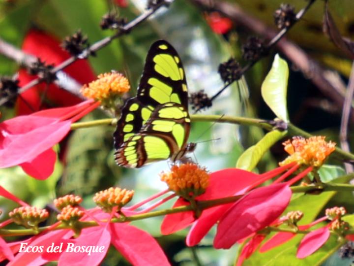 Philaethria diatonica en W. coccinea