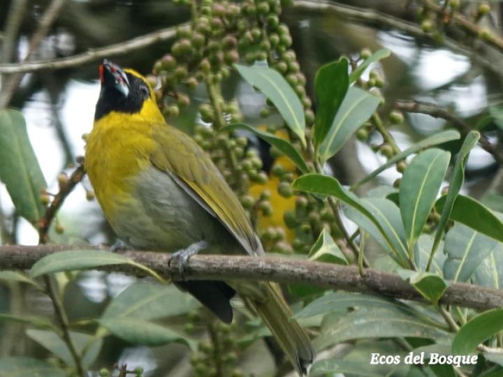 Caryothraustes poliogaster (Picogrueso Carinegro)