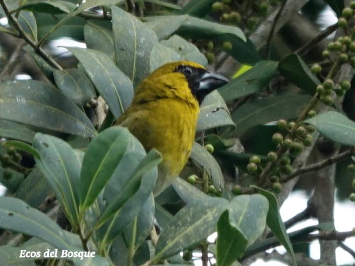 Caryothraustes poliogaster (Picogrueso Carinegro)