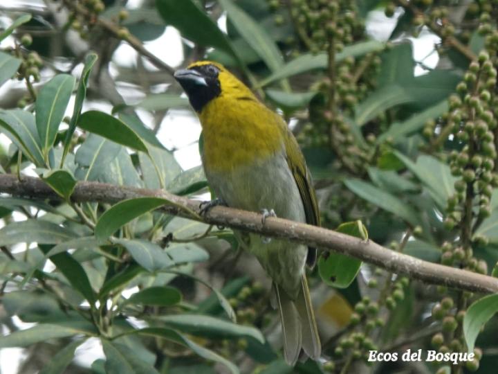 Caryothraustes poliogaster (Picogrueso Carinegro)