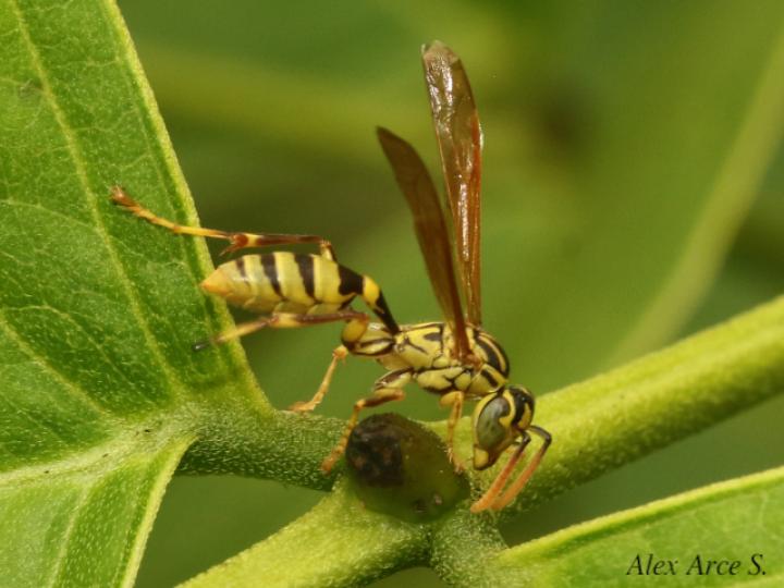 Agelaia cajennensis (Avispa de cavidades de cayena)