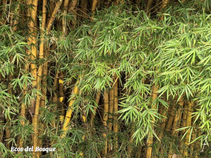 Bambusa vulgaris (Bambú)