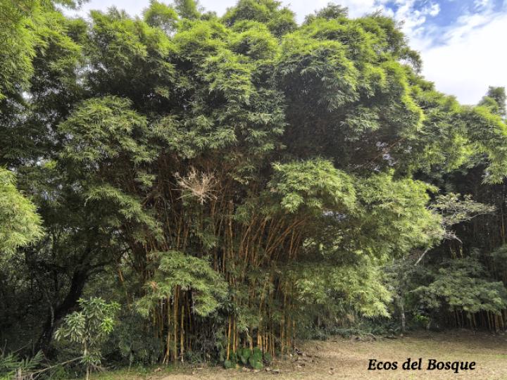 Bambusa vulgaris (Bambú)