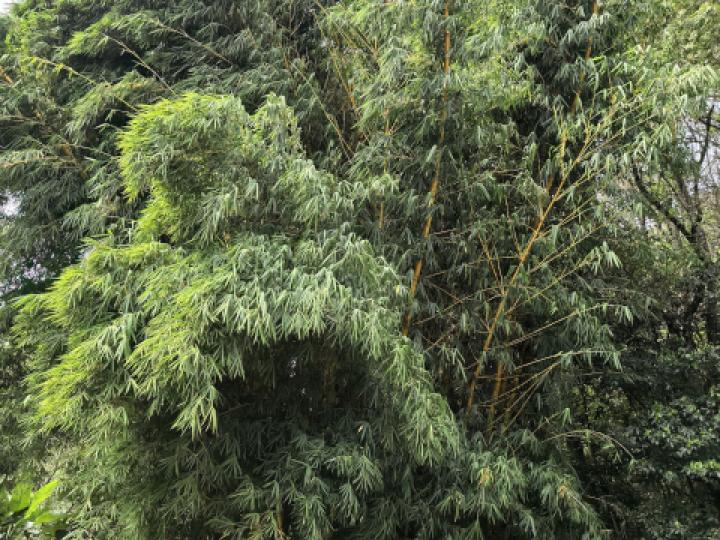 Bambusa vulgaris (Bambú)