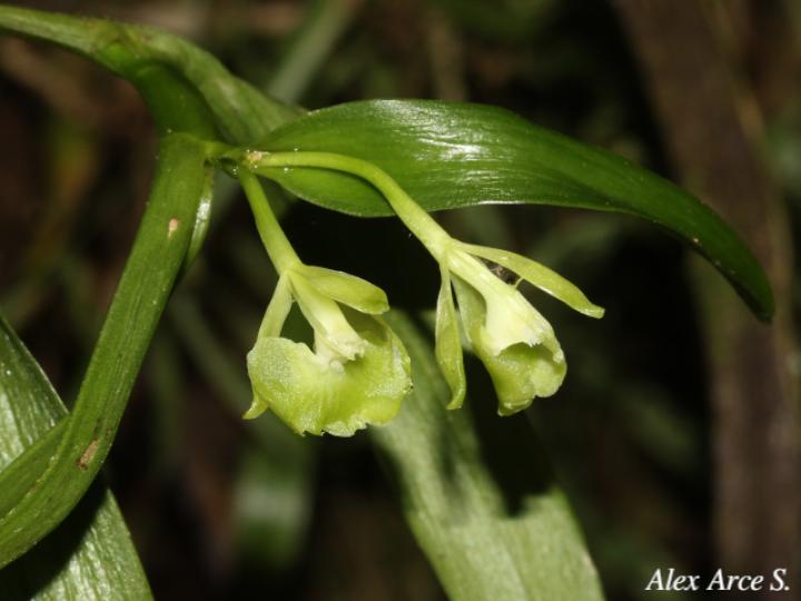 Epidendrum trialatum
