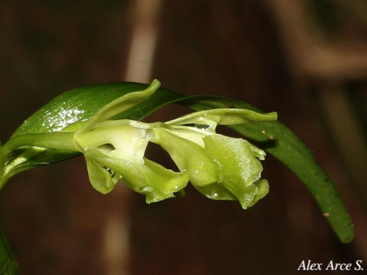 Epidendrum trialatum