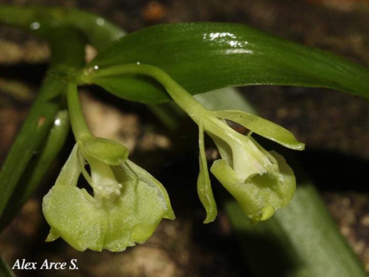 Epidendrum trialatum
