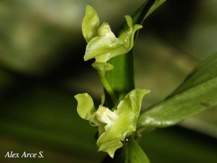 Epidendrum trialatum