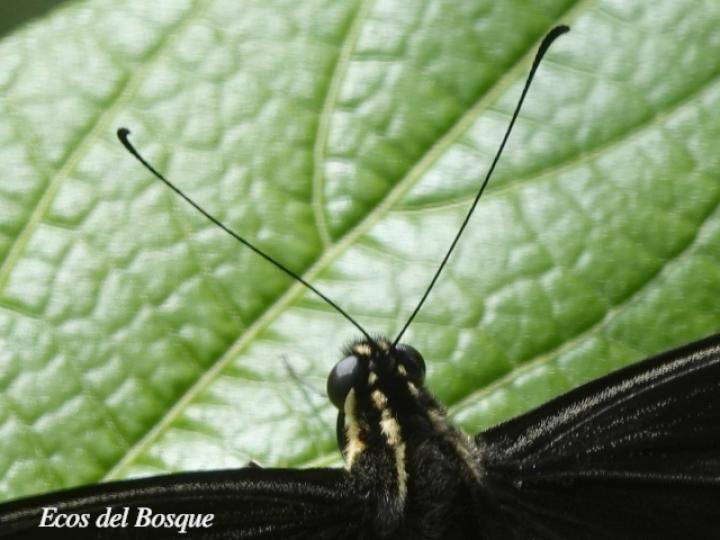 Heraclides thoas nealces