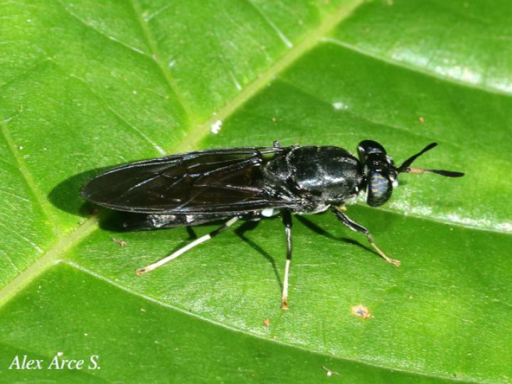 Hermetia illucens (Mosca soldado negra)