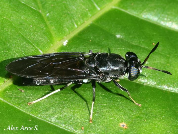Hermetia illucens (Mosca soldado negra)