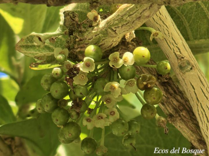 Iochroma arborescens