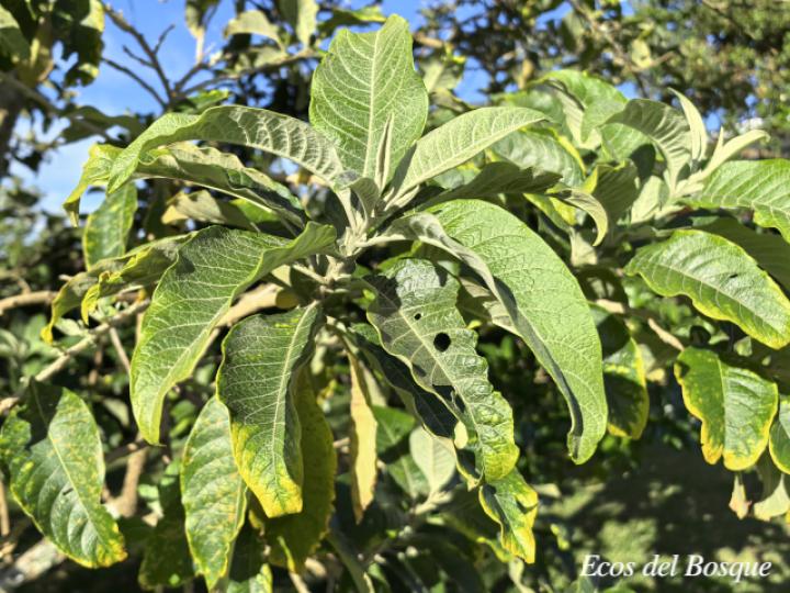 Iochroma arborescens