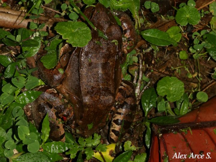 Leptodactylus savagei (Rana toro centroamericana)