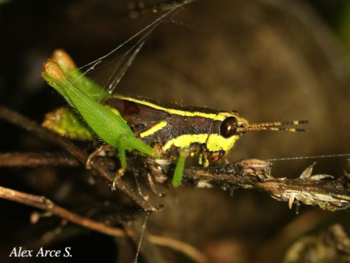 Leptomerinthoprora brevipennis