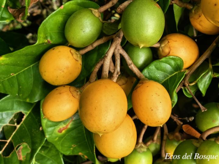 Maripa nicaraguensis