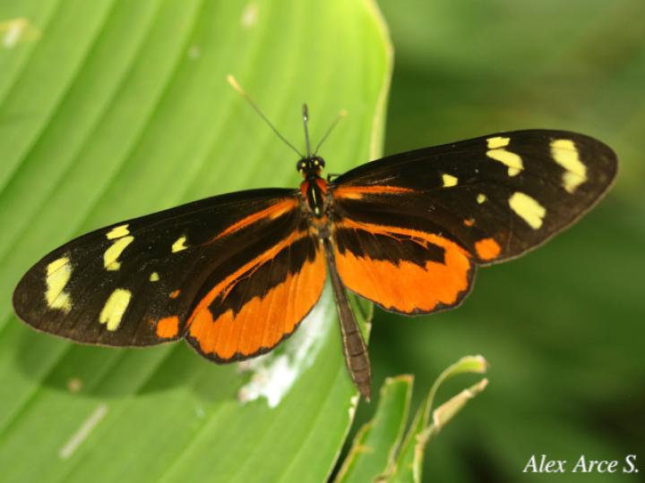 Mechanitis polymnia isthmia