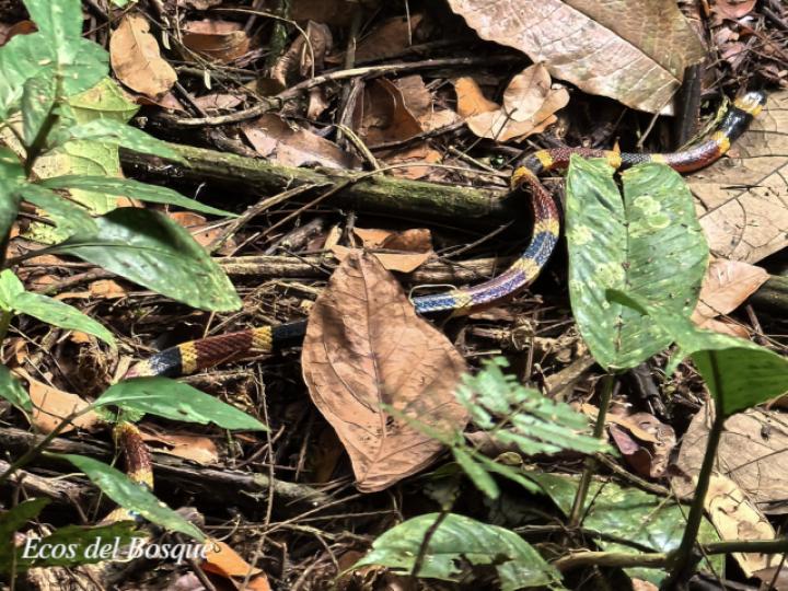 Micrurus mosquitensis