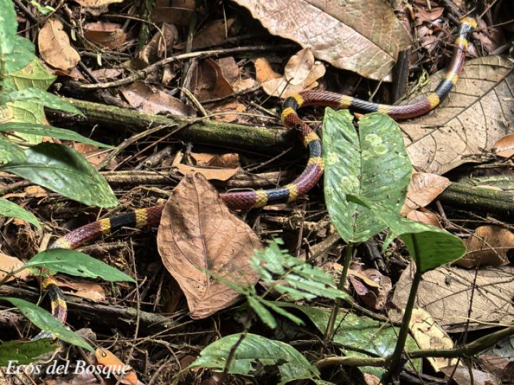 Micrurus mosquitensis