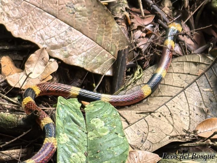 Micrurus mosquitensis