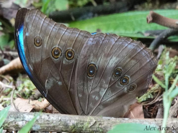 Morpho menelaus amathonte
