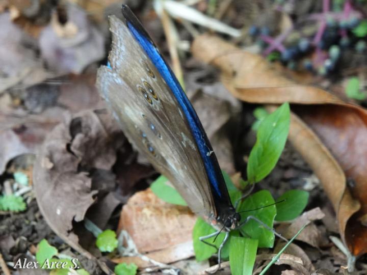 Morpho menelaus amathonte