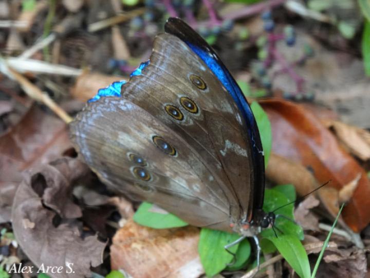 Morpho menelaus amathonte