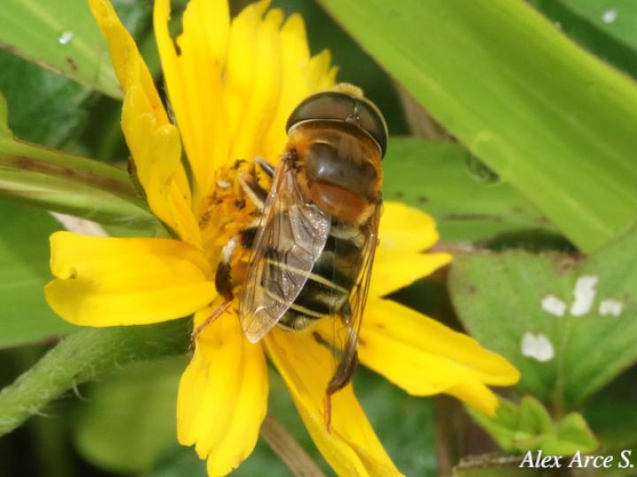 Palpada agrorum (Mosca de las flores)