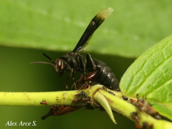 Parachartergus apicalis